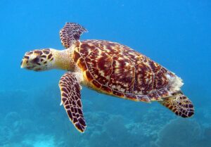 tartaruga em mergulho de snorkel em arraial do cabo