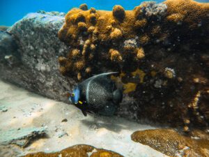 Mergulho de Snorkel em Arraial do Cabo